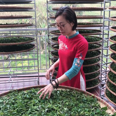 Tìm hiểu trà shan tuyết ngon hảo hạng tại Việt Nam